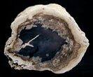 Blue Forest Petrified Wood Limb Section - / lbs #3279-1